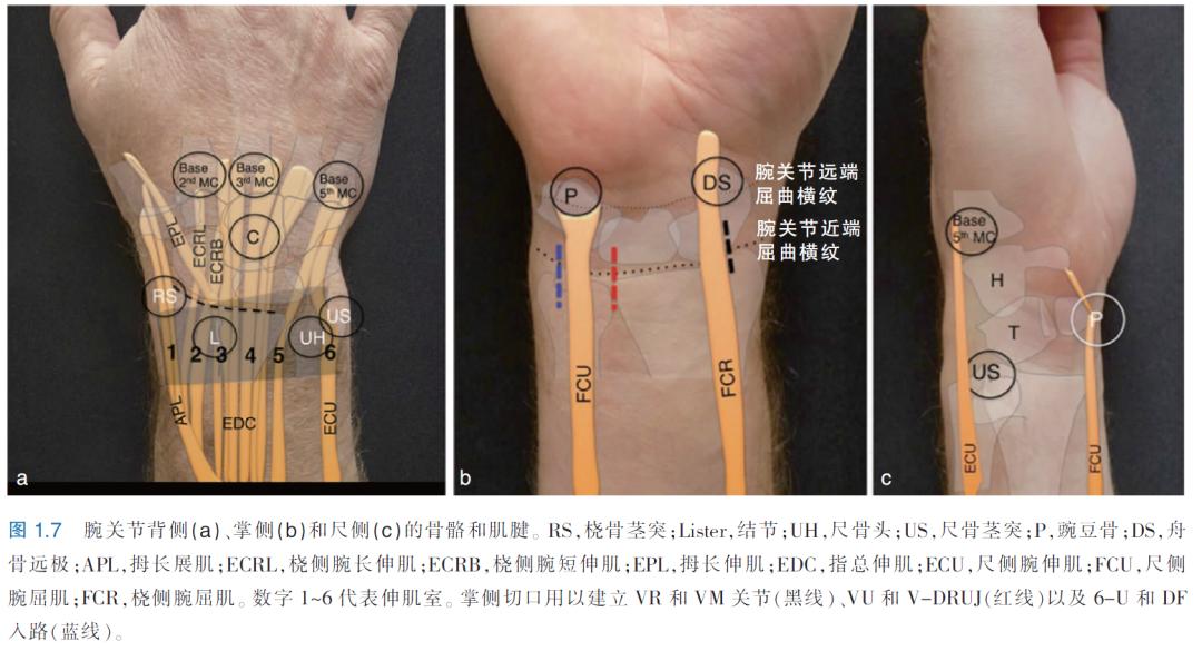 广州地铁18号线最新站名揭秘，城市新动脉的脉搏点